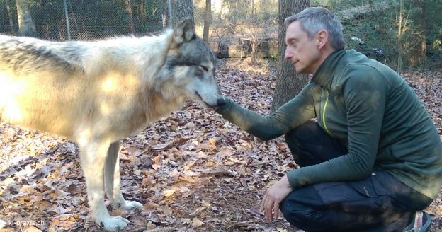 Alpha Gray Wolf Yuma and Me