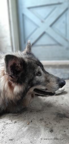 20190413 151638 Shaman C