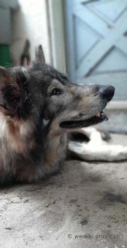 20190413 151642 Shaman C