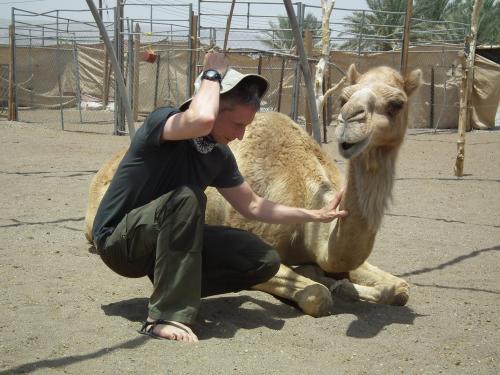 Camel Healing