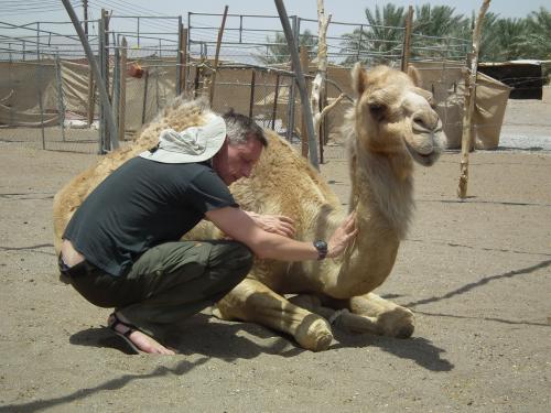 Camel Healing