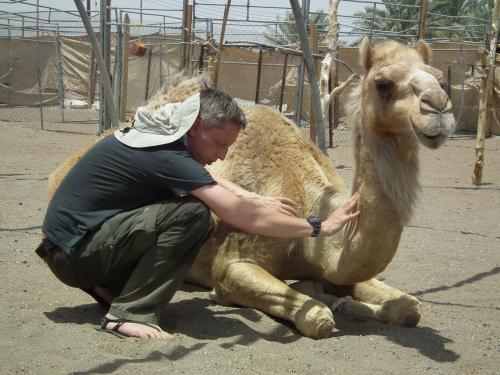 Camel Healing