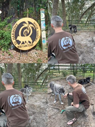 Back with the Wolves of In Harmony With Nature Animal Haven.