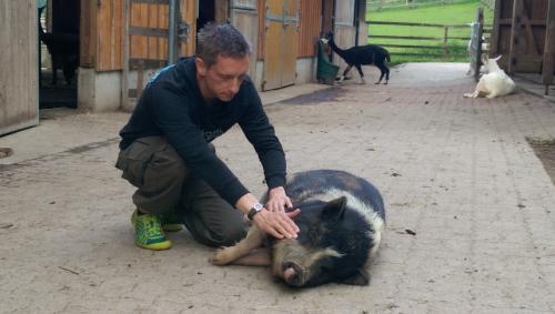 Pig healing