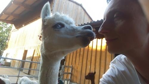 Alpaca time