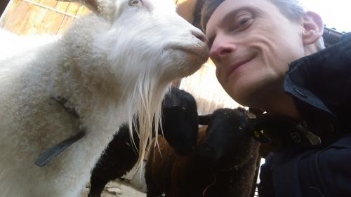 Goat Love