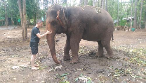 Elephant Healing