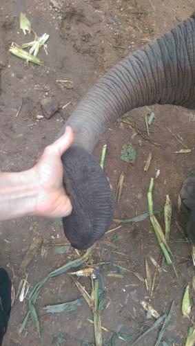 Elephant Healing