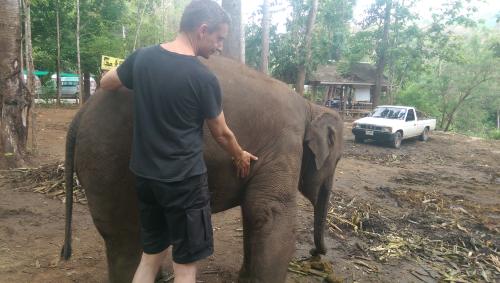Elephant Healing