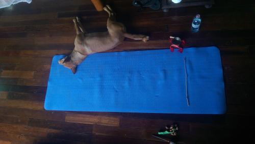 Session break in the Jungle (with assistant)