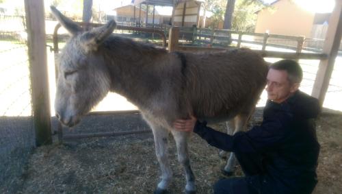 Donkey Healing