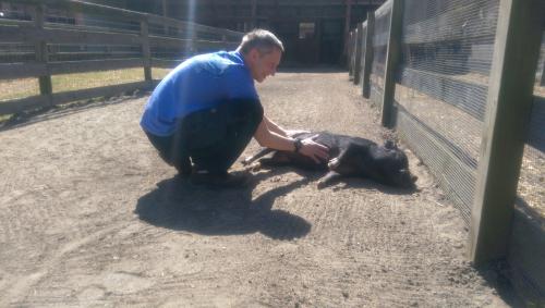Pig Healing