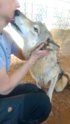 Wolf Love