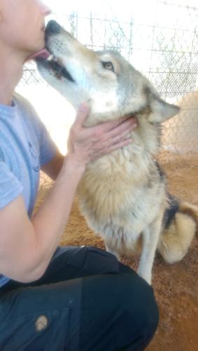 Wolf Love