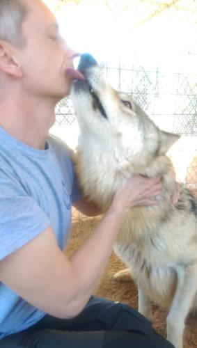 Wolf Love