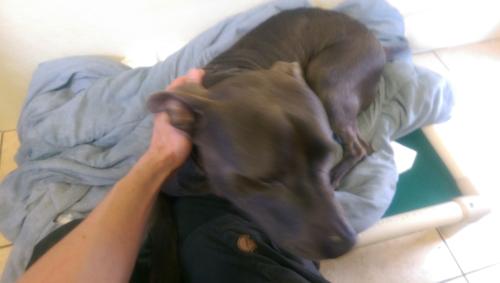 Dog healing @ Alaqua