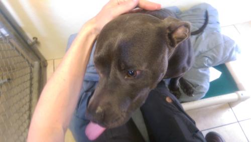 Dog healing @ Alaqua