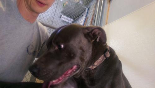 Dog healing @ Alaqua