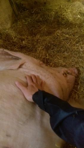 Pig Healing