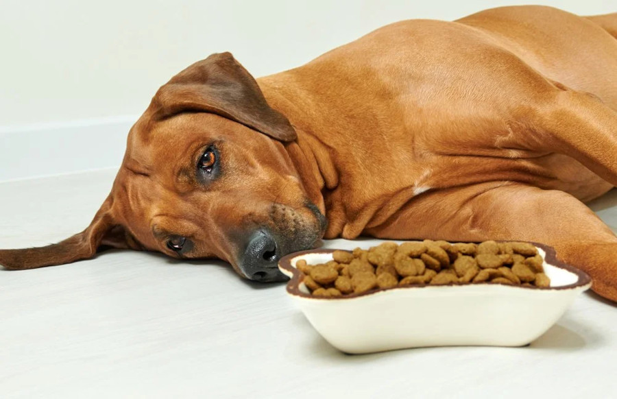 Toxic chemicals in commercial dog food - sick dog with kibble